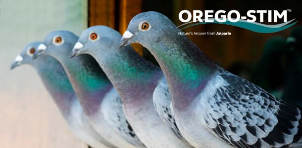 Testimonial: John Simmonds found that Orego-Stim contributes greatly towards the health and fitness of his birds